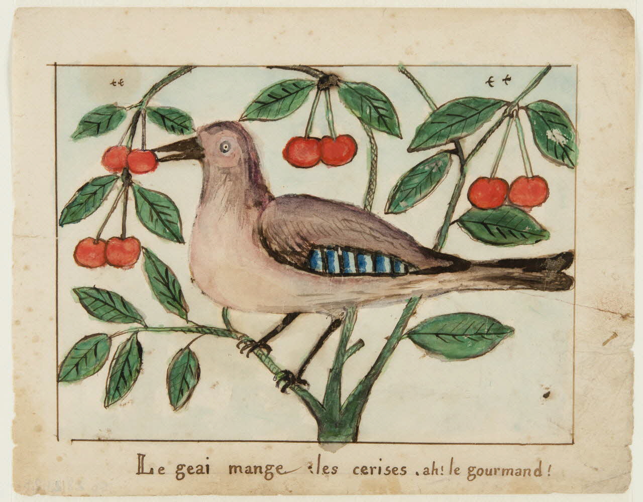 dessin Le geai mange les cerises. ah ! le gourmand ! 1959.28.21.25 Photo