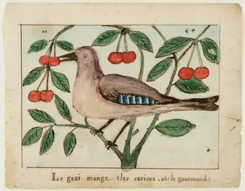 dessin Le geai mange les cerises. ah ! le gourmand ! 1959.28.21.25 Photo