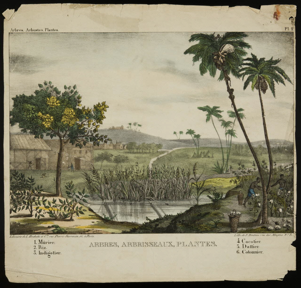 estampe ARBRES, ARBRISSEAUX, PLANTES. 1960.147.123 Photo