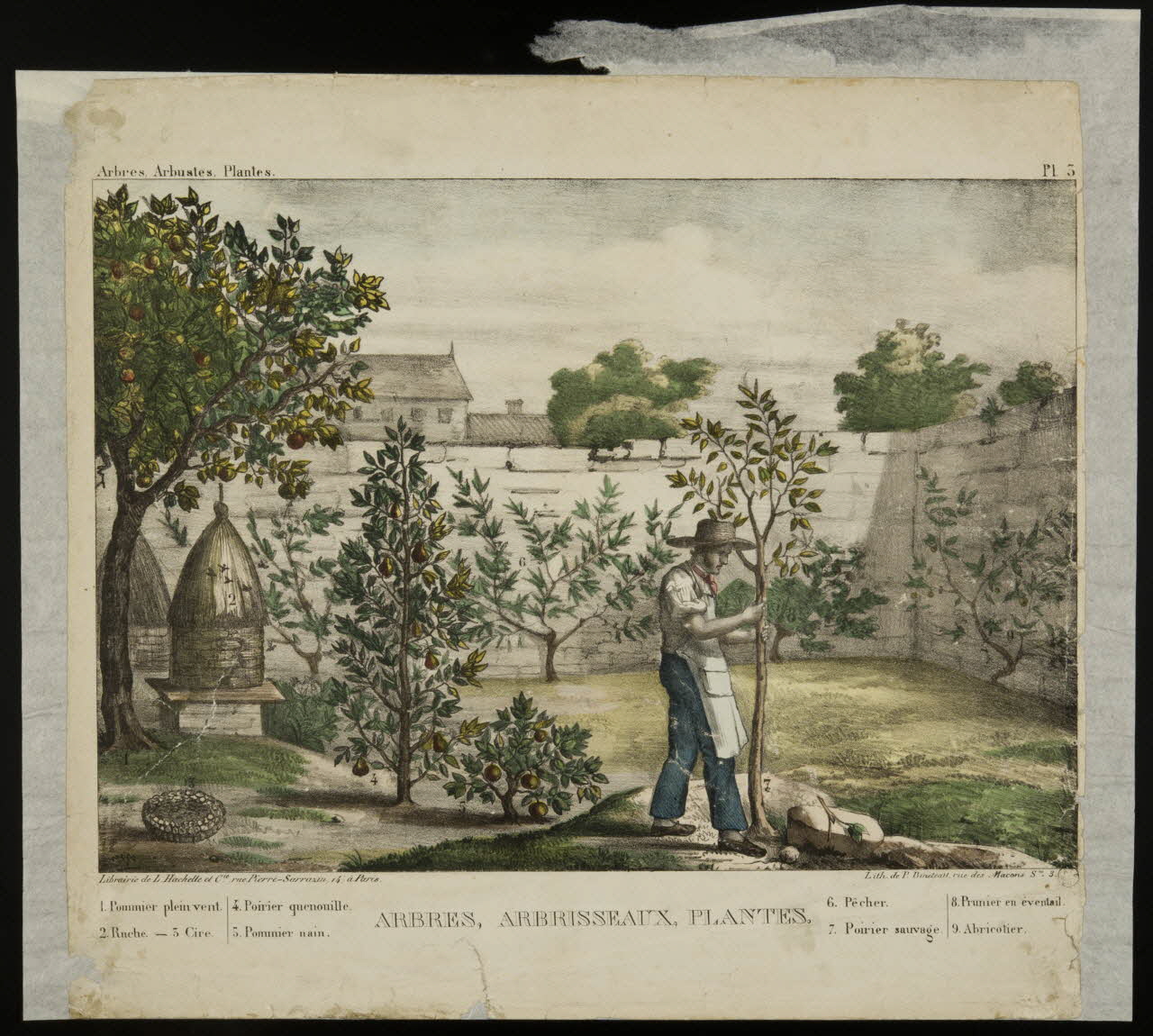 estampe ARBRES, ARBRISSEAUX, PLANTES. 1960.147.124 Photo