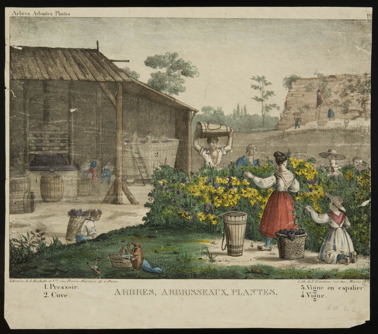 estampe ARBRES, ARBRISSEAUX, PLANTES. 1960.147.125 Photo