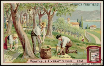 carte réclame ARBRES FRUITIERS. 1960.22.152 Photo