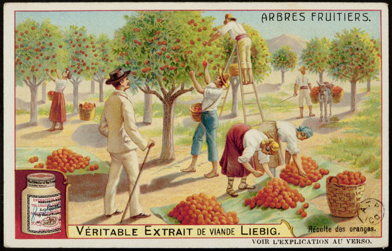 carte réclame ARBRES FRUITIERS. 1960.22.153 Photo