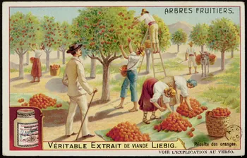 carte réclame ARBRES FRUITIERS. 1960.22.153  Photo