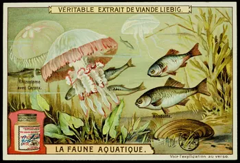 carte réclame chromo 1960.22.370.315 Photo