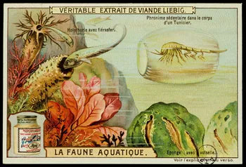 carte réclame chromo 1960.22.370.316 Photo