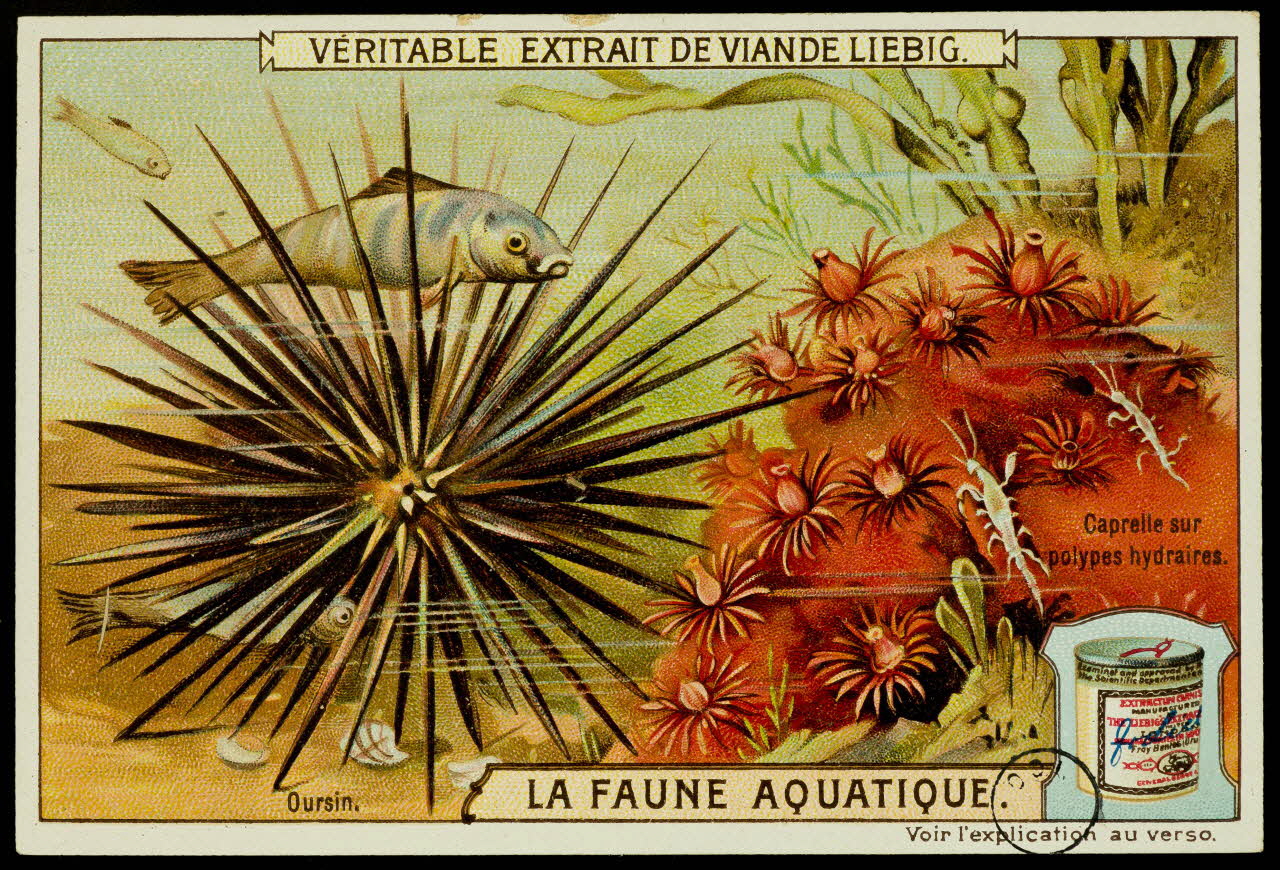 carte réclame chromo 1960.22.370.317 Photo