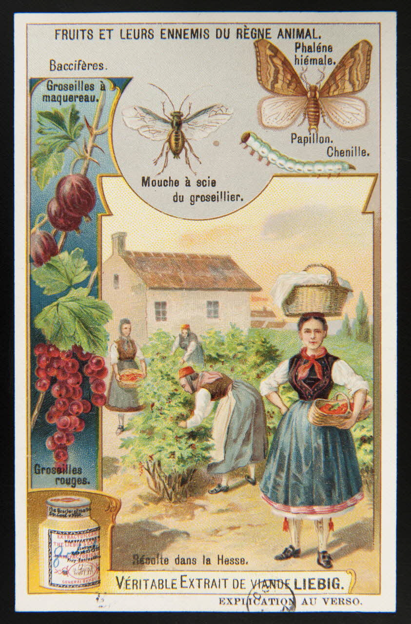 carte réclame chromo 1960.22.370.335 Photo