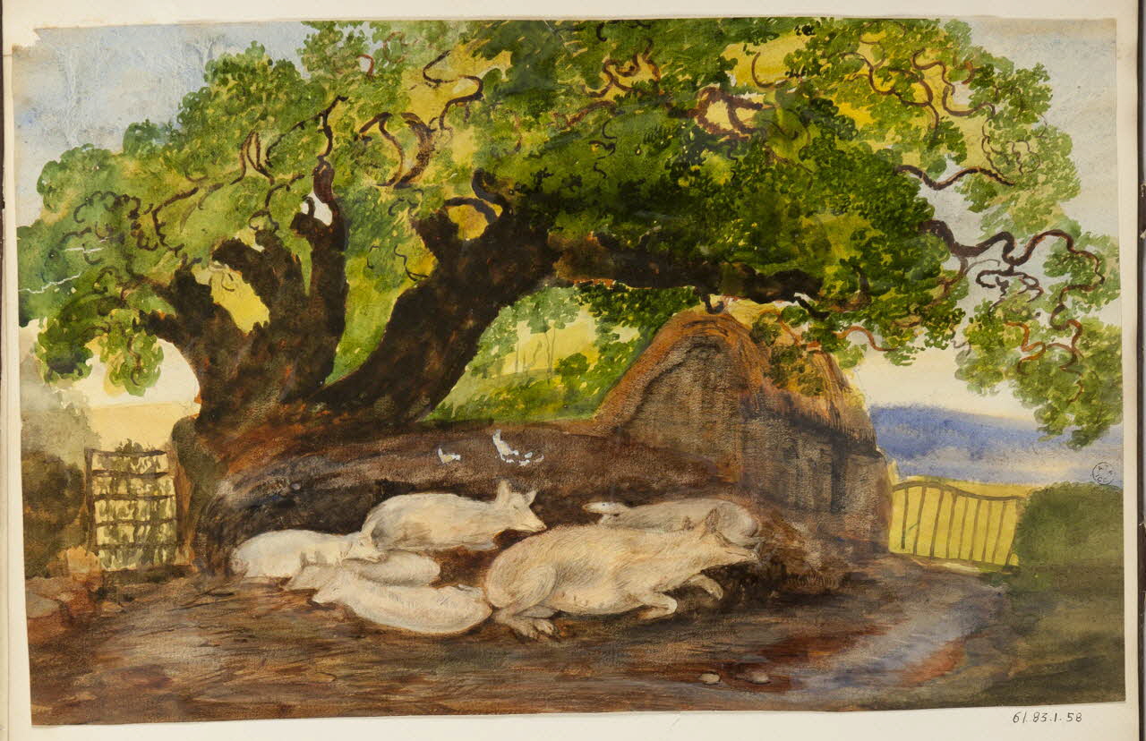 dessin Elevage de porcs 1961.83.1.58 Photo