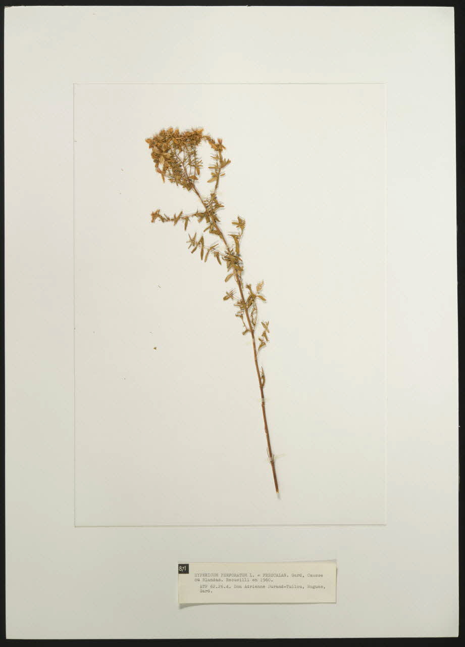 Herbier Herbier : Hypericum Perforatum Languedoc-Roussillon, France 1960 1962.26.4 Photo