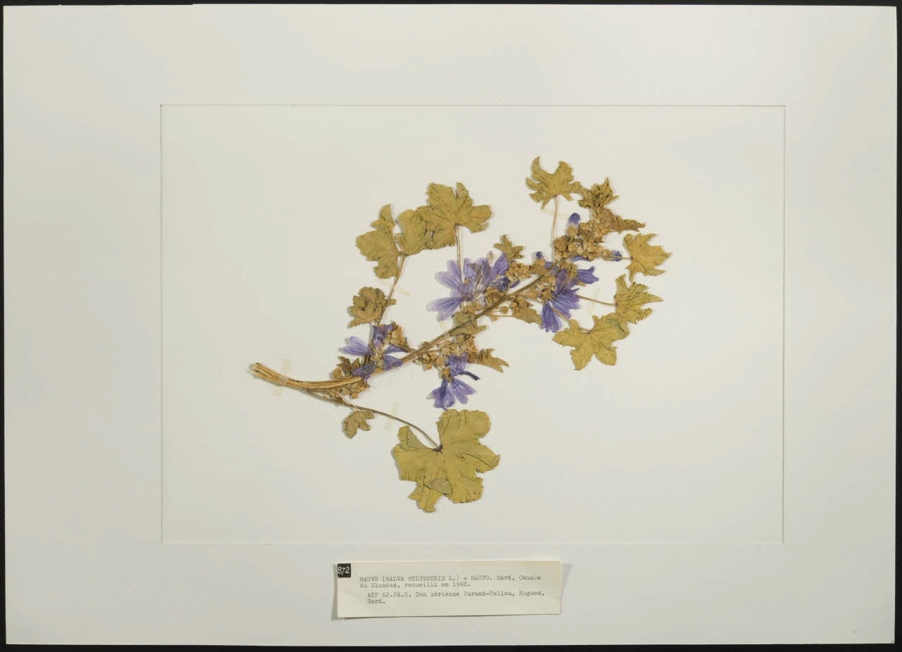 Herbier Herbier : Mauve Languedoc-Roussillon, France 1960 1962.26.5 Photo