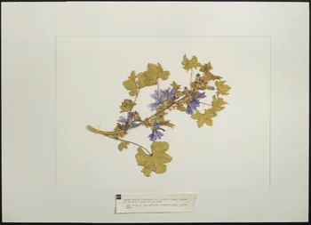 Herbier Herbier : Mauve Languedoc-Roussillon, France 1960 1962.26.5 Photo