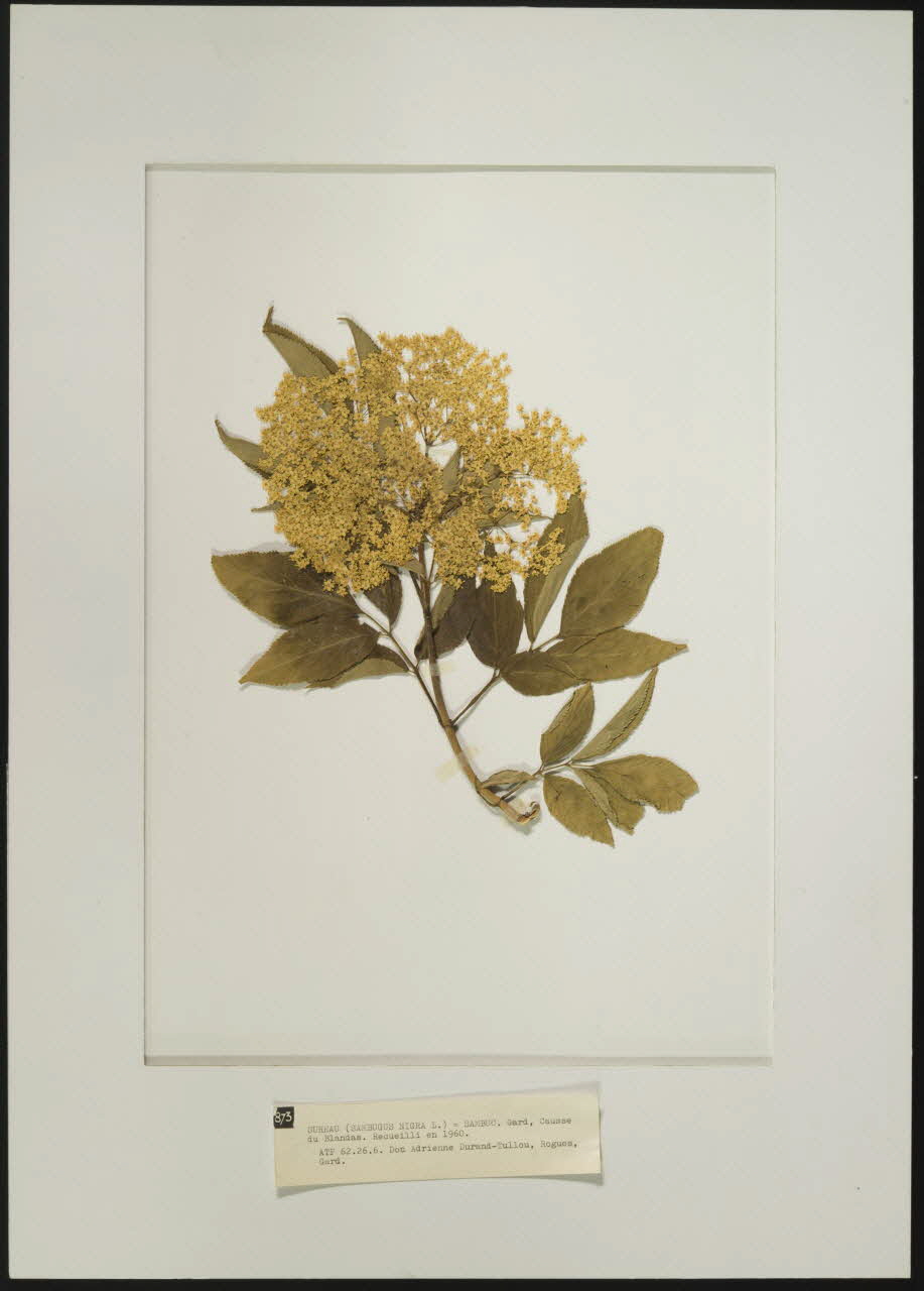 Herbier Herbier : Sureau Languedoc-Roussillon, France 1960 1962.26.6 Photo
