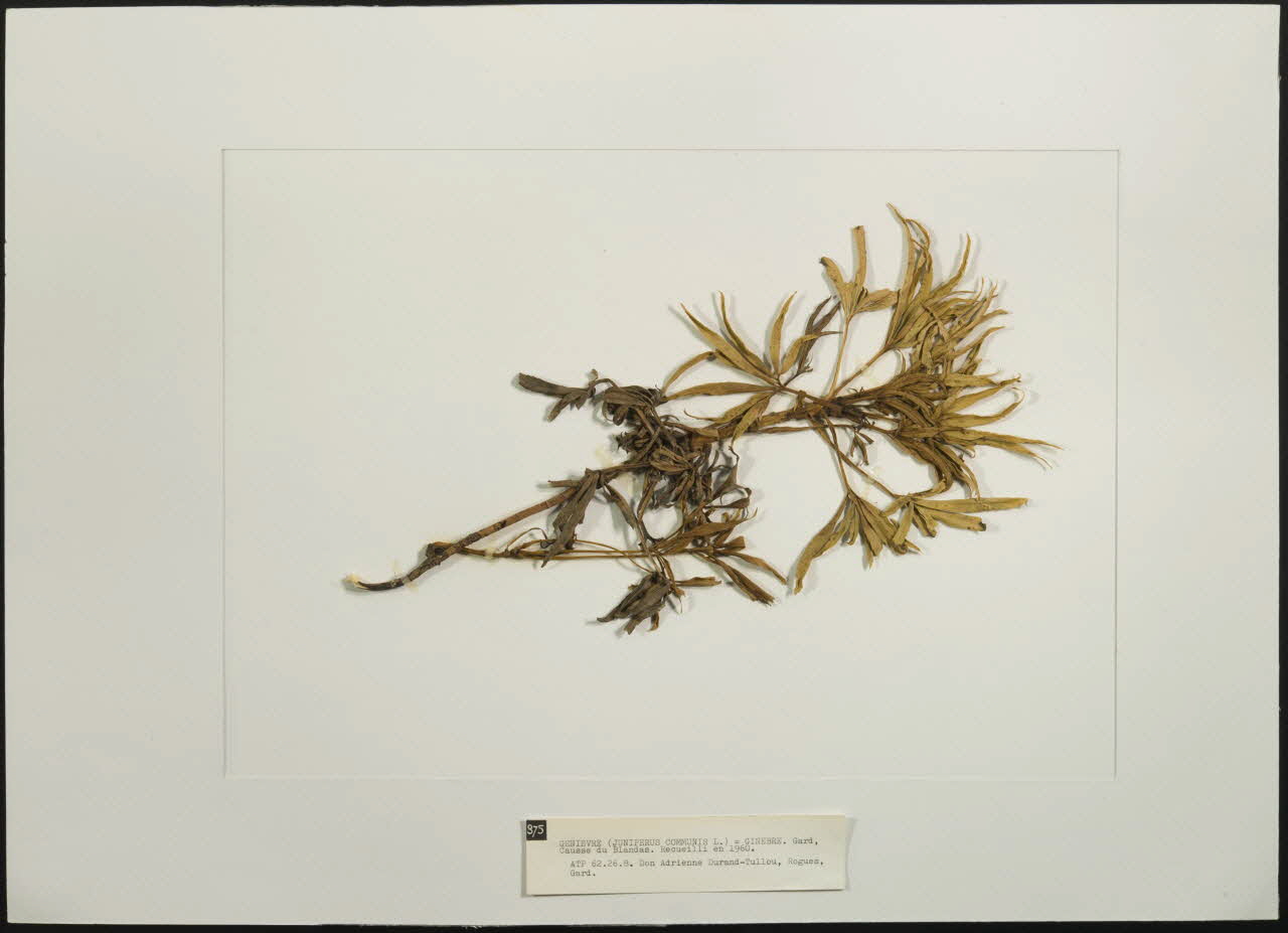 Herbier Herbier : Genièvre 1962.26.7 Photo