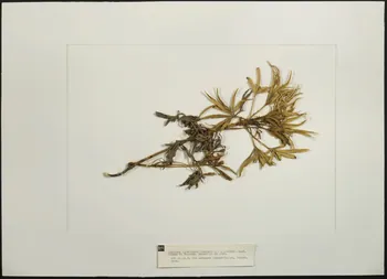 Herbier Herbier : Genièvre 1962.26.7 Photo