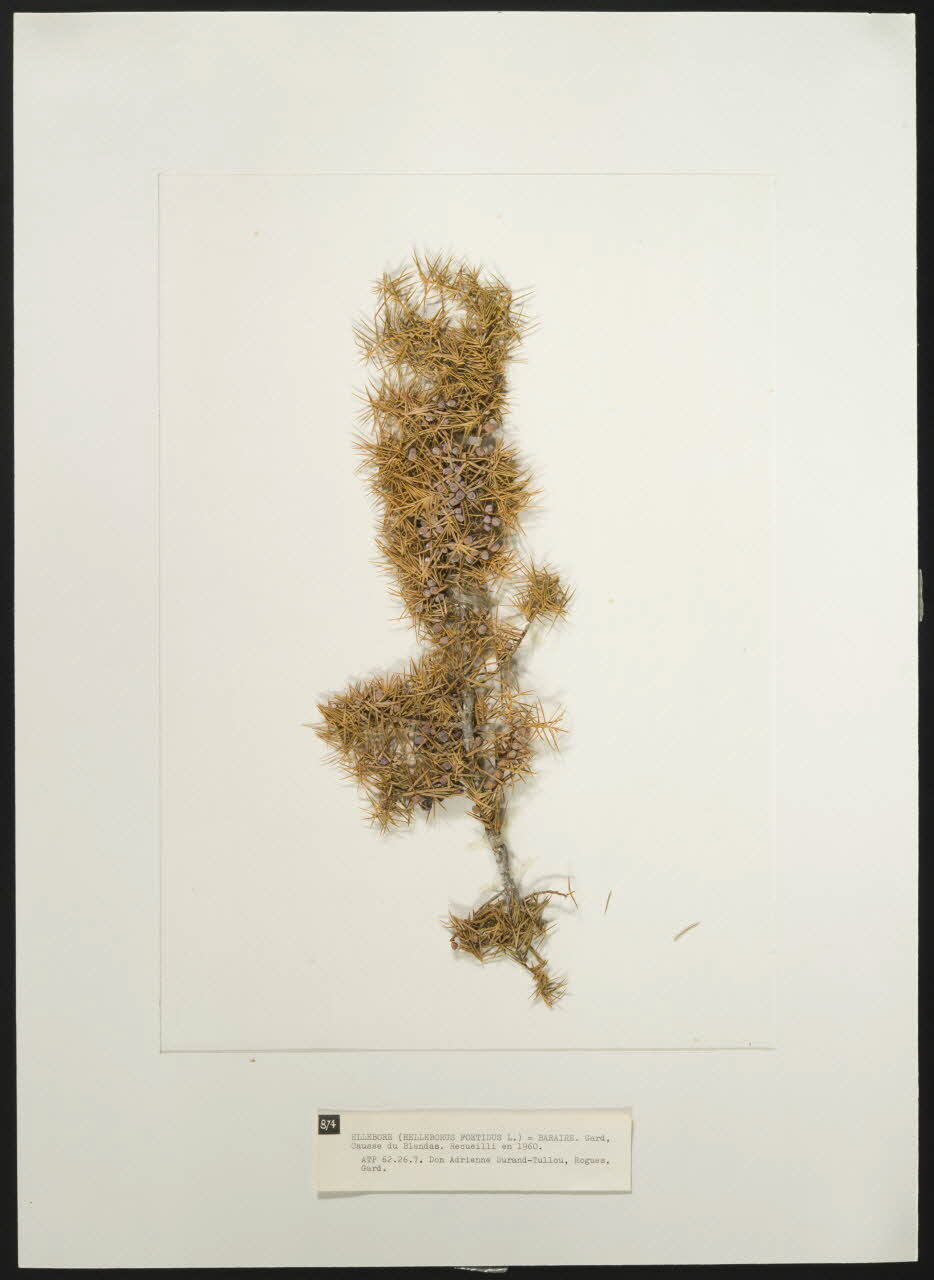 Herbier Herbier : Hellebore Languedoc-Roussillon, France 1960 1962.26.8 Photo