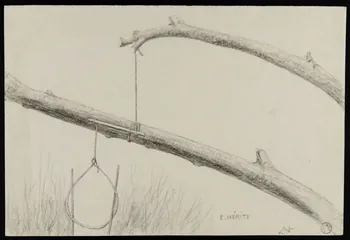 dessin Collet indien de capture 1963.139.1 Photo