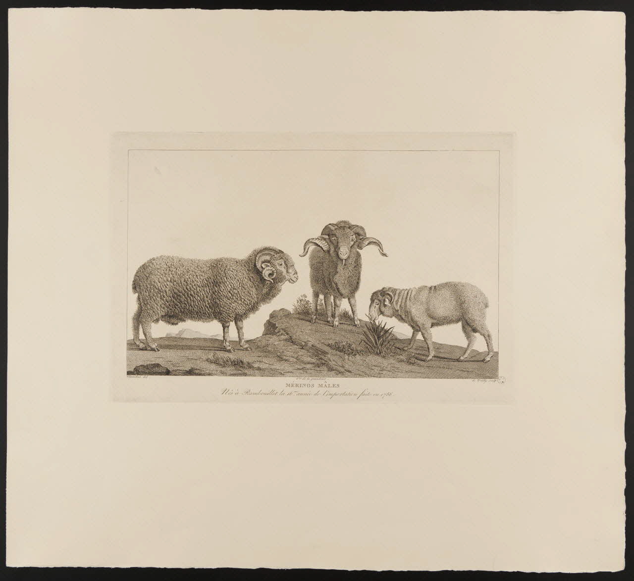 estampe MERINOS MALES 1963.147.1 Photo