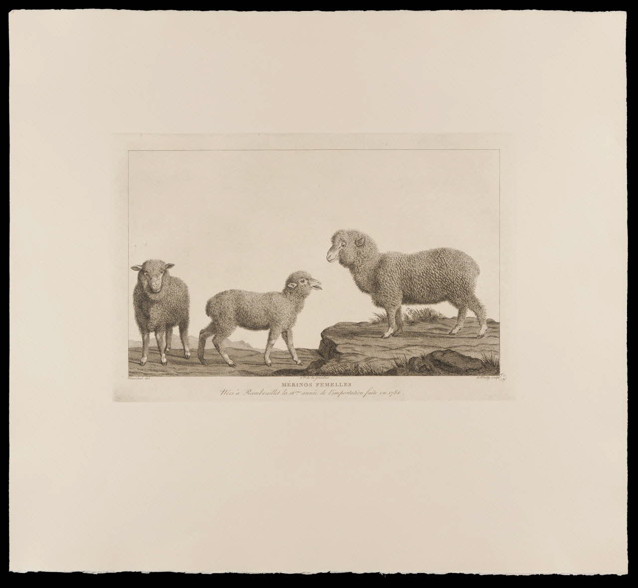 estampe MERINOS FEMELLES 1963.147.2 Photo