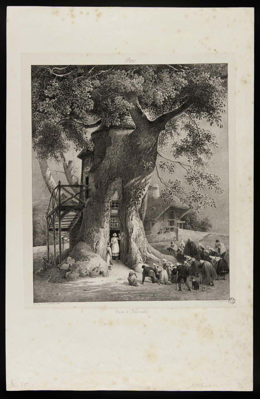 estampe Chêne d'Allouville. 1963.33.3 Photo