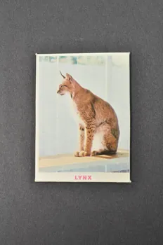 Fernand Nathan jeu de loto Zoo de Jean Richard 1968 1969.42.32 Photo Mucem