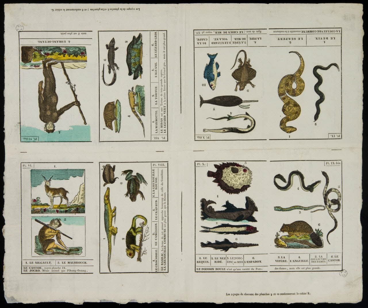 Jean-Baptiste Castiaux ; Simon-François Blocquel imagerie ancienne Planche d'animaux Lille 1809-1837 1965.75.643 Photo