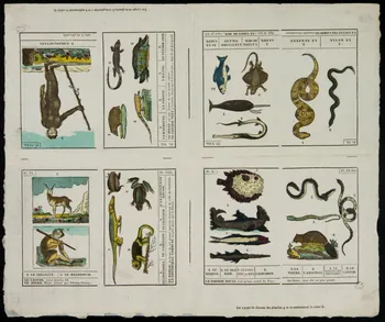 Jean-Baptiste Castiaux ; Simon-François Blocquel imagerie ancienne Planche d'animaux Lille 1809-1837 1965.75.643 Photo