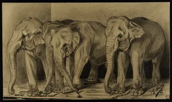 Gustave Soury dessin Quatre éléphants d'Asie entravés 1949 1966.5.6 Photo