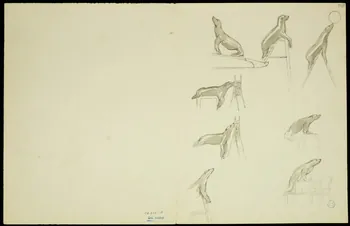 partie d'un ensemble de dessins Clowns et otaries 1968.102.5348.19 Photo