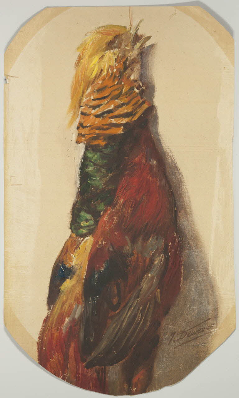 dessin Faisan 1972.87.20 Photo