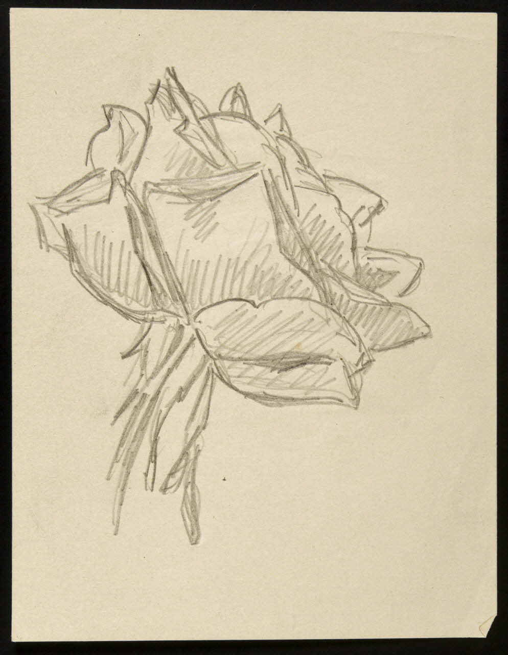 dessin Croquis : étude de rose 1972.87.23 Photo