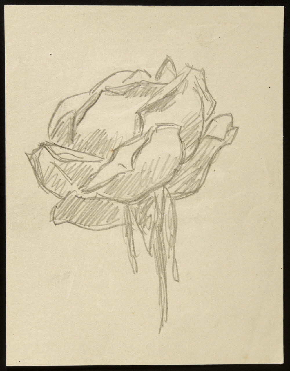 dessin Croquis : étude de rose 1972.87.24 Photo