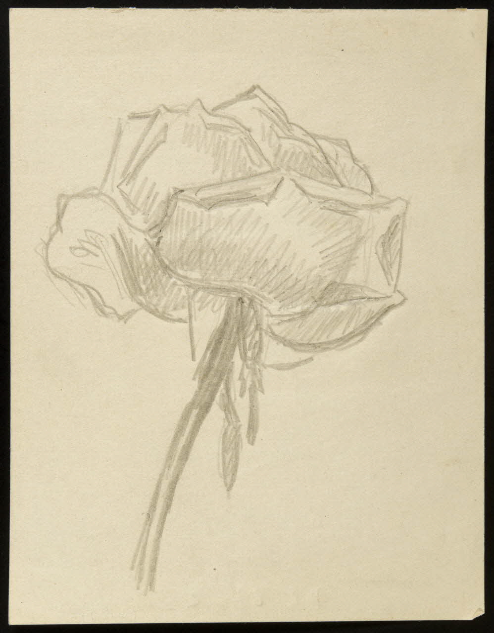 dessin Croquis : étude de rose 1972.87.25 Photo