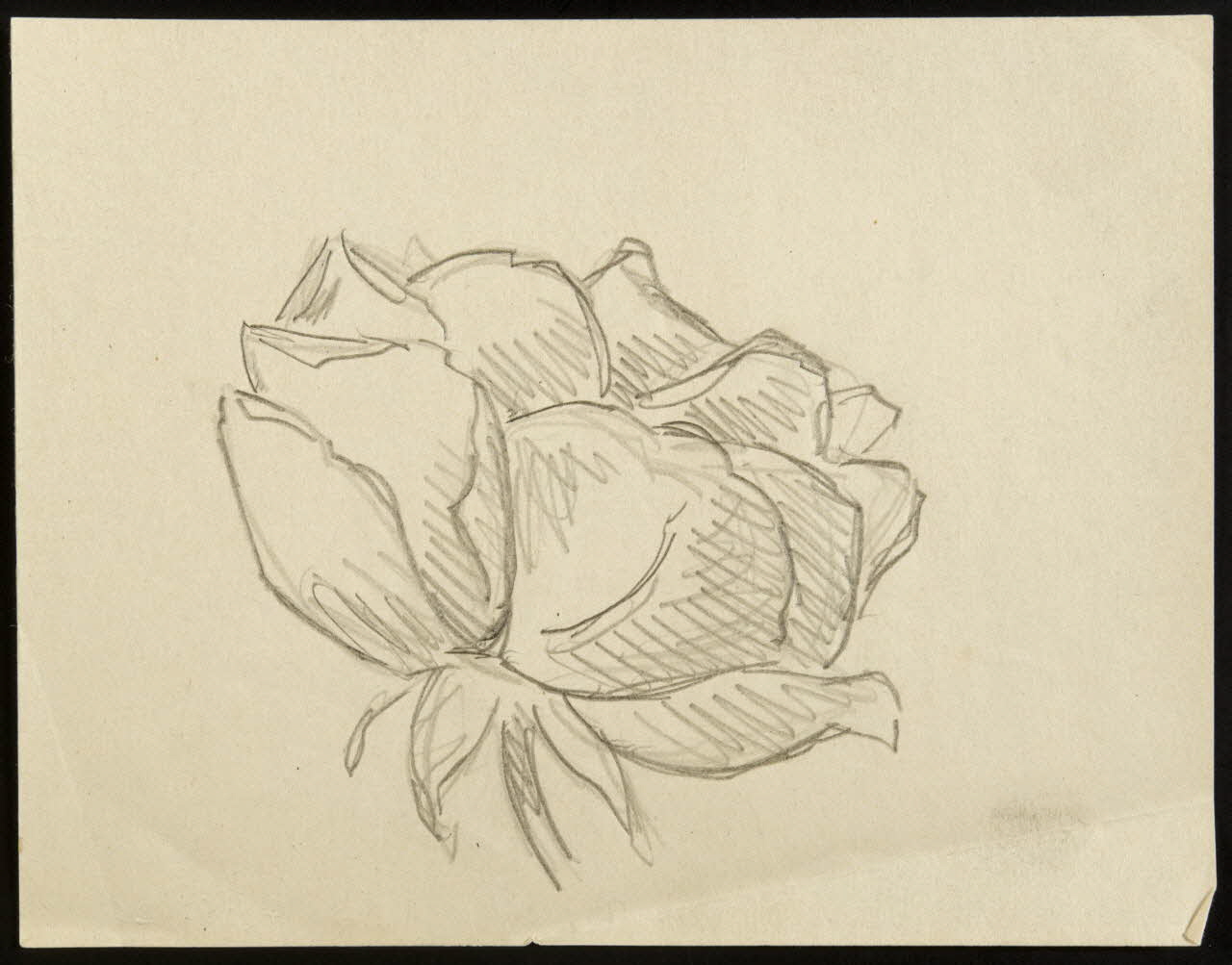 dessin Croquis : étude de rose 1972.87.26 Photo