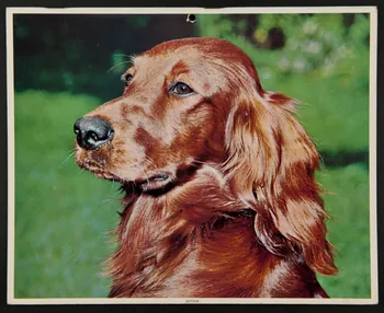 estampe ALMANACH  DES P.T.T.  1970 1976.31.55  Photo