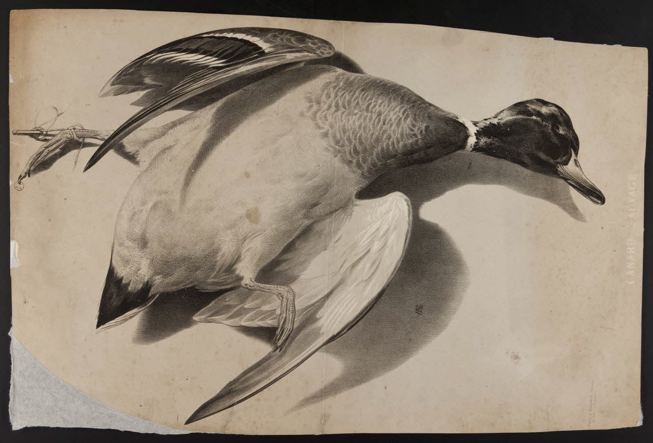 estampe CANARD SAUVAGE. 1976.5.2 Photo