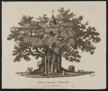 estampe Chêne - Chapelle d'Allouville  (Seine Inférieure.) 1977.23.39 Photo