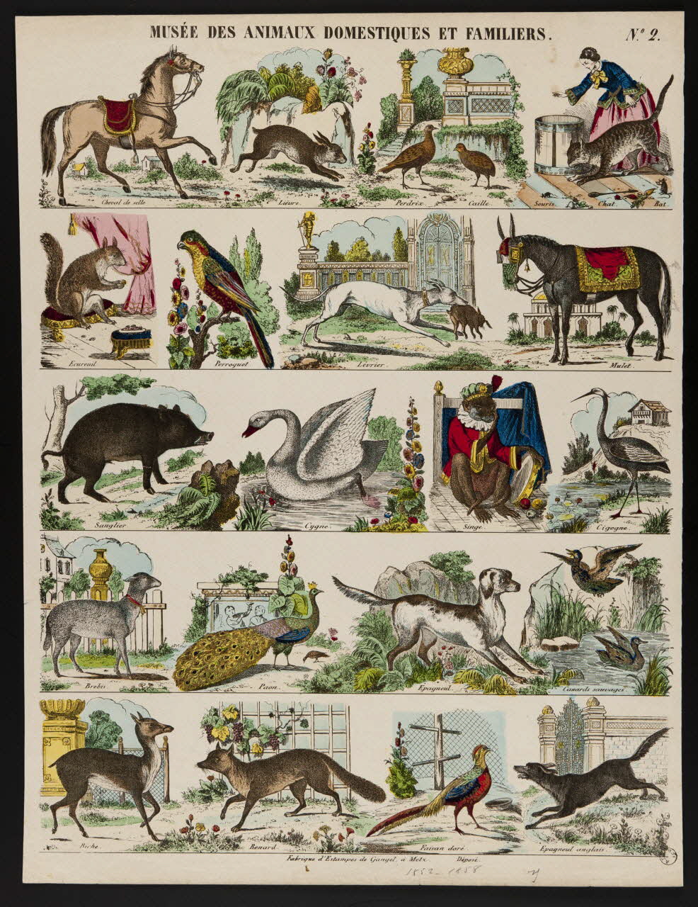 Charles Nicolas Gangel estampe MUSEE DES ANIMAUX DOMESTIQUES ET FAMILIERS. Metz 1852-1858 1977.23.8 Photo