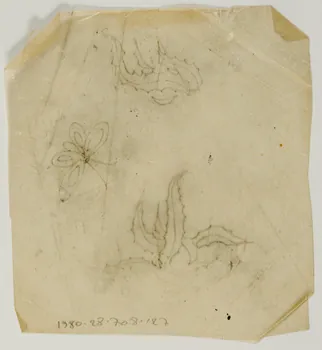 dessin Poncif représentant un papillon 1980.28.708.127 Photo