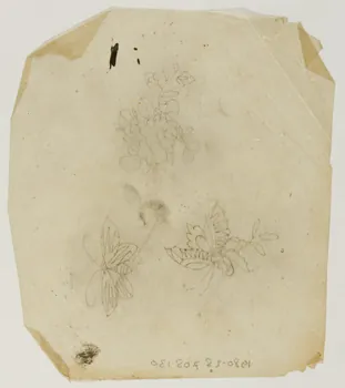 dessin Poncif représentant un papillon 1980.28.708.130 Photo