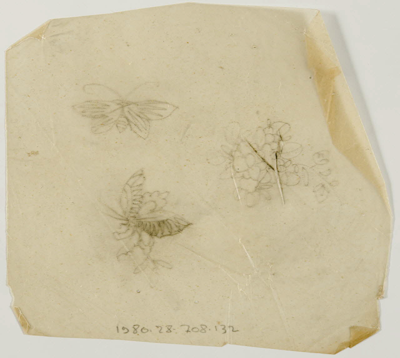 dessin Poncif représentant un papillon 1980.28.708.132 Photo