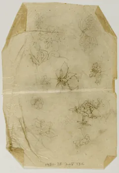 dessin Poncif à motif végétal 1980.28.708.136 Photo