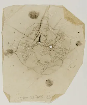 dessin Poncif à motif végétal 1980.28.708.23 Photo