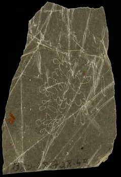 dessin Poncif à motifs végétaux 1980.28.708.45 Photo