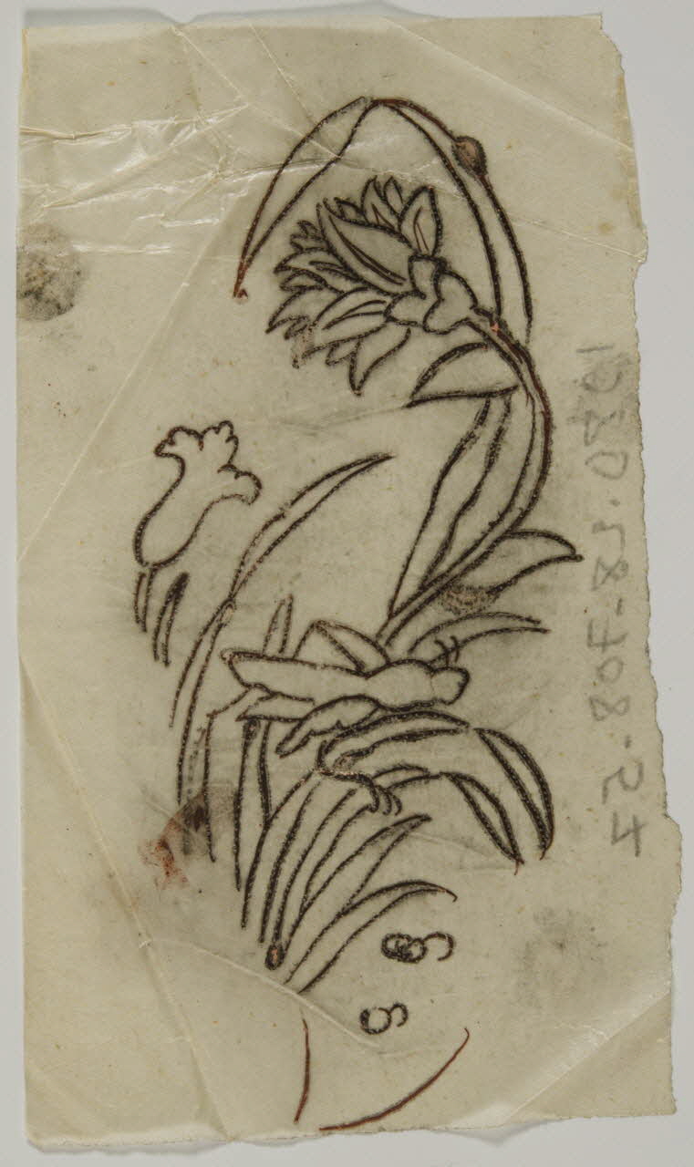 dessin Poncif à motif végétal 1980.28.708.57 Photo