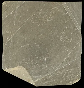 dessin Poncif à motif végétal 1980.28.708.91 Photo