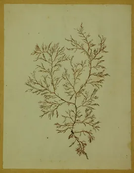 dessin Herbier 1981.53.1.21  Photo
