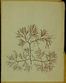 dessin Herbier 1981.53.1.22  Photo
