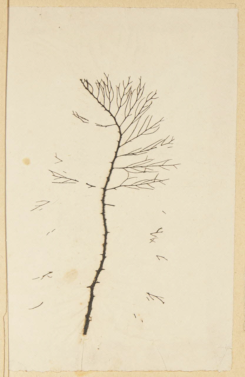 album Herbier 1981.53.1.23 Photo