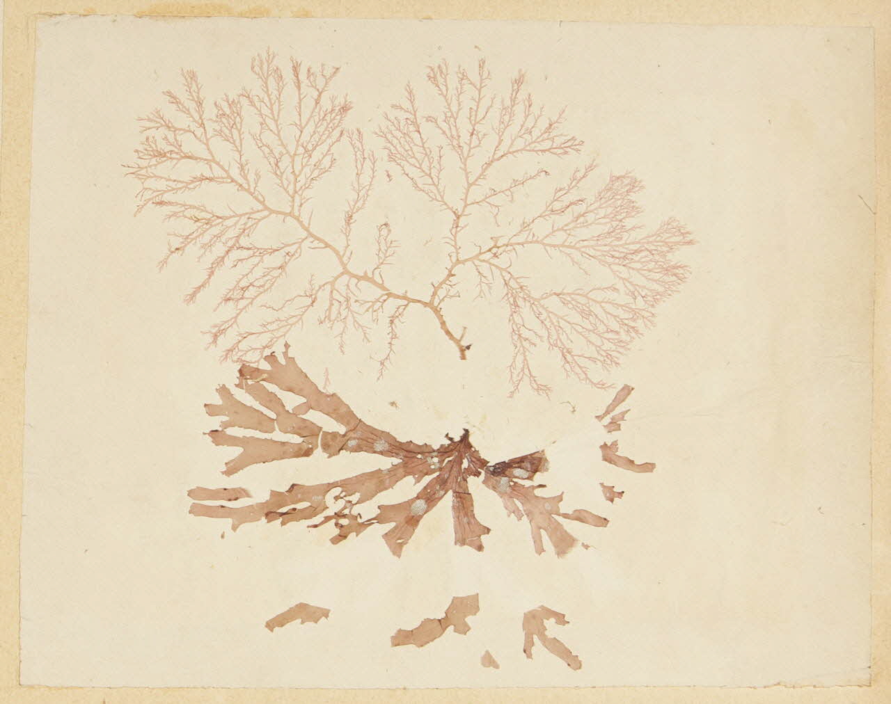 album Herbier 1981.53.1.24 Photo